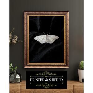 White Moth on Black Velvet Print Gothic Minimalist Wall Art Dark Nature Decor